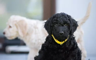 Barbet szczeniaki 2024