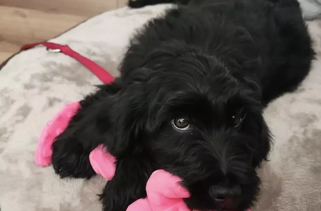 Heidi znalazła nowy dom!