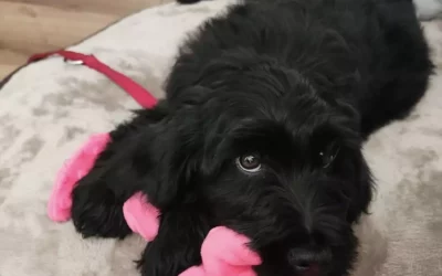 Heidi znalazła nowy dom!