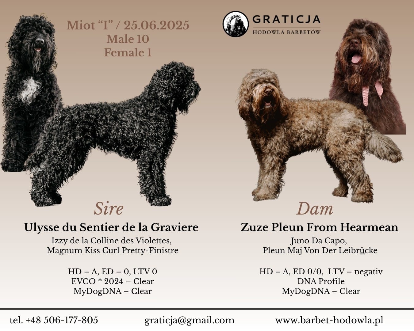 Barbet szczeniaki 2025