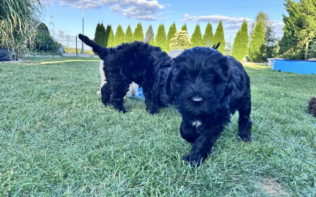 Barbet szczeniaki Miot I 2025