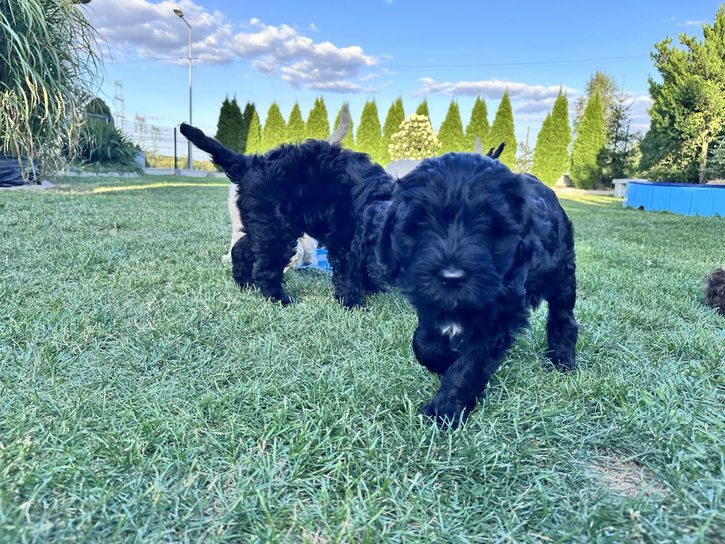 Barbet szczeniaki 2025